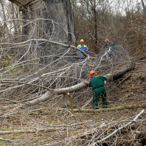 Alvei Puliti 2012 n. 83 / 78284