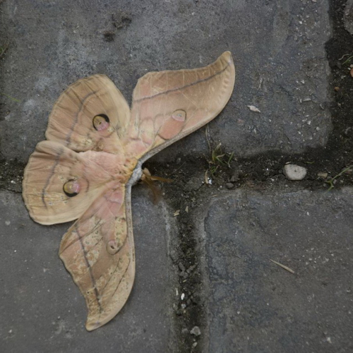 Attivit‡ con i ragazzi del Gruppo di Cavasso Nuovo n. 151 / 85504