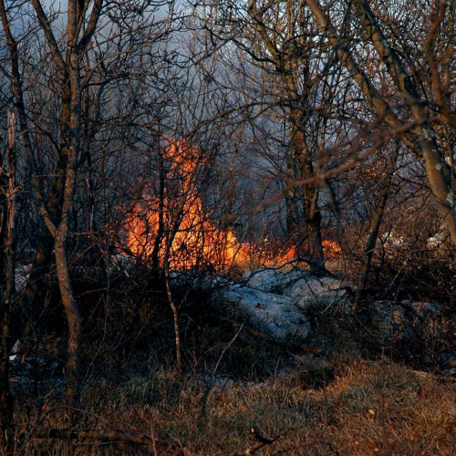 Incendio boschivo Monrupino-Trieste n. 14 / 76993
