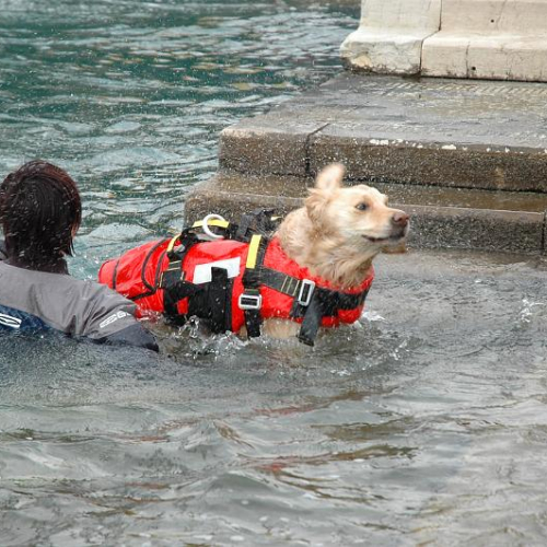 Messa di Natale subacquea n. 7 / 59754