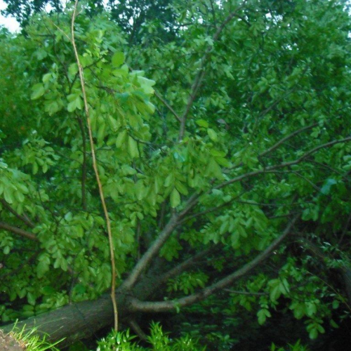 Interventi maltempo 23/07 n. 8 / 54685