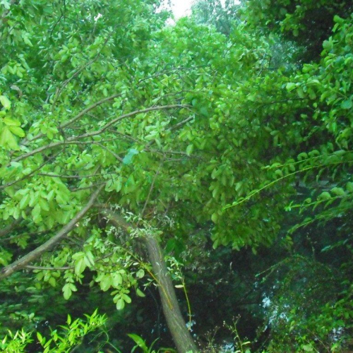 Interventi maltempo 23/07 n. 9 / 54686