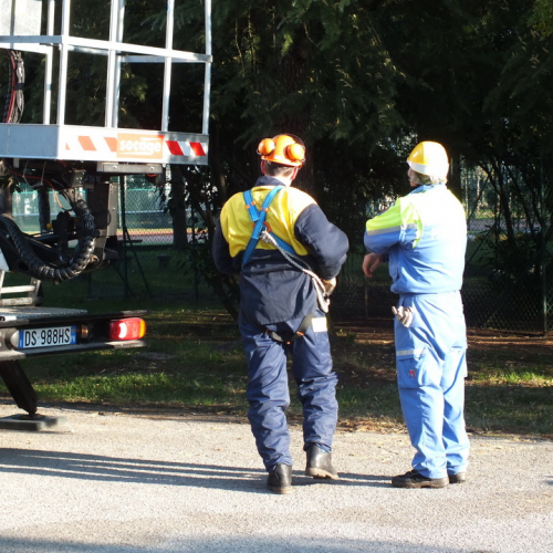 Taglio alberi n. 1 / 88319