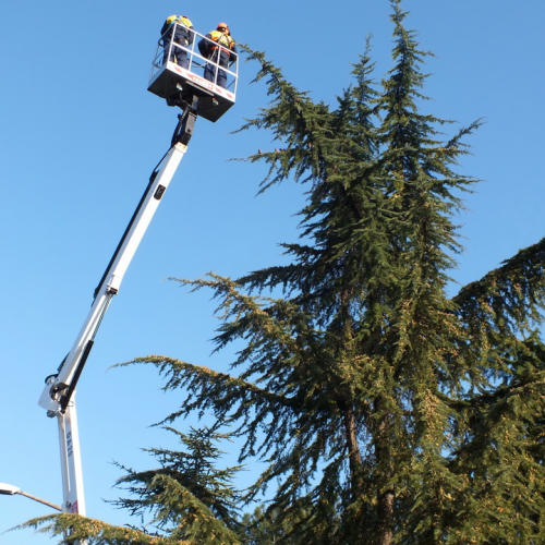 Taglio alberi n. 2 / 88320