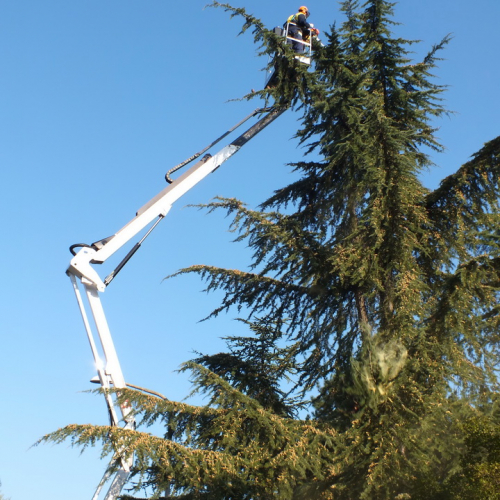 Taglio alberi n. 3 / 88321