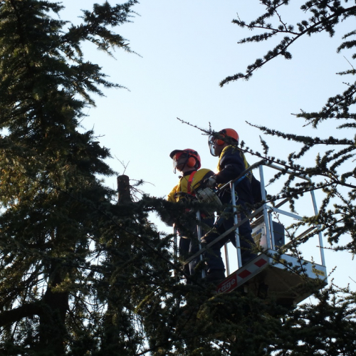 Taglio alberi n. 4 / 88322