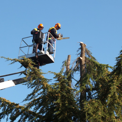 Taglio alberi n. 5 / 88323