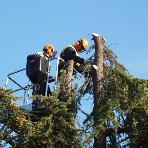 Taglio alberi n. 6 / 88324