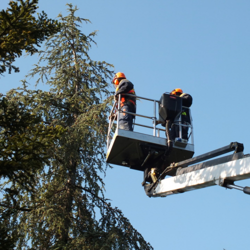 Taglio alberi n. 9 / 88327