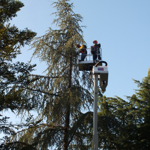 Taglio alberi n. 10 / 88328