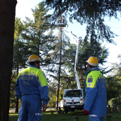 Taglio alberi n. 11 / 88329