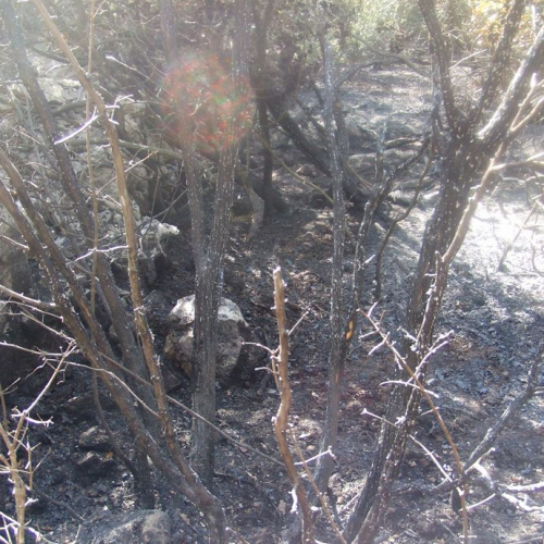 Incendio boschivo Trieste n. 15 / 84793