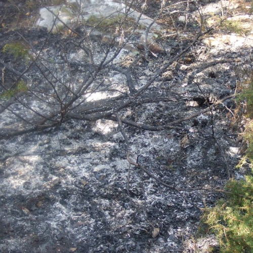 Incendio boschivo Trieste n. 18 / 84796