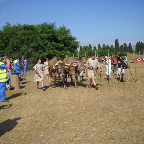 Attivit‡ di supporto Tempora in Aquileia" n. 6""ttivit‡ di supporto "Temp""tivi" / 97311