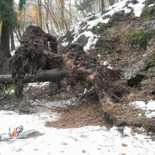 Volontari a Villa Santina n. 3 / 33364