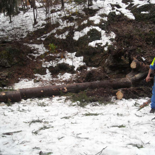 Volontari a Villa Santina n. 6 / 33367