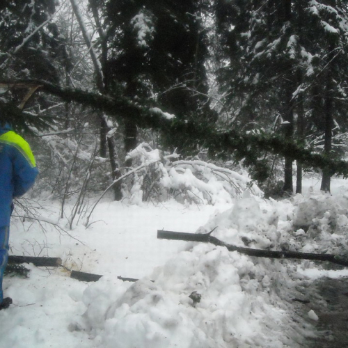 Volontari a Villa Santina n. 12 / 33373