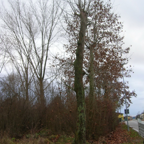 Abbattimento alberi 03/01/2012 n. 1 / 74547