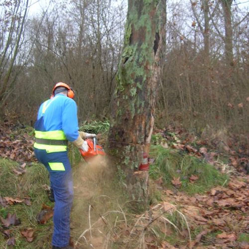 Abbattimento alberi 03/01/2012 n. 7 / 74553