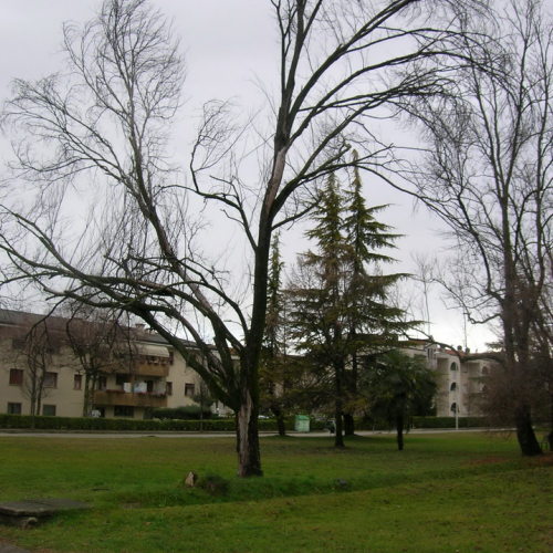 Abbattimento alberi 03/01/2012 n. 9 / 74555