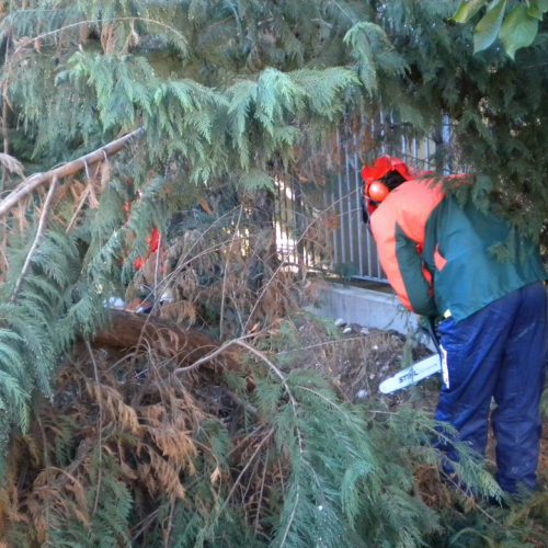 Interventi per rimozione alberi 21/09 n. 4 / 56289