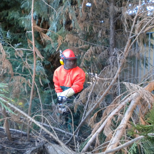 Interventi per rimozione alberi 21/09 n. 5 / 56290