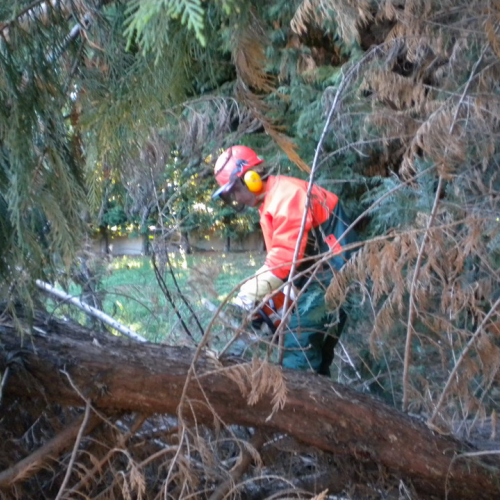 Interventi per rimozione alberi 21/09 n. 6 / 56291