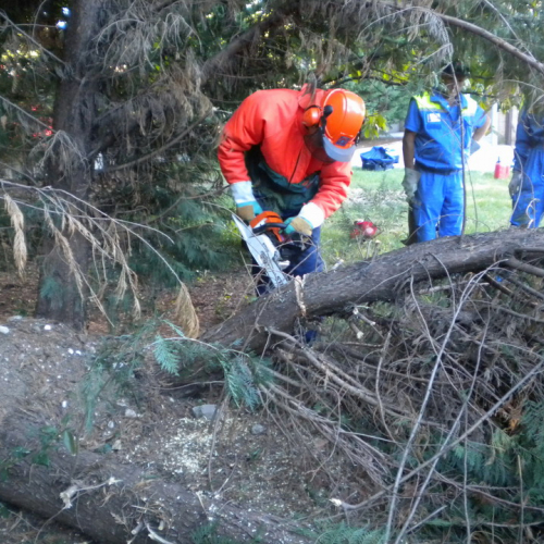 Interventi per rimozione alberi 21/09 n. 7 / 56292