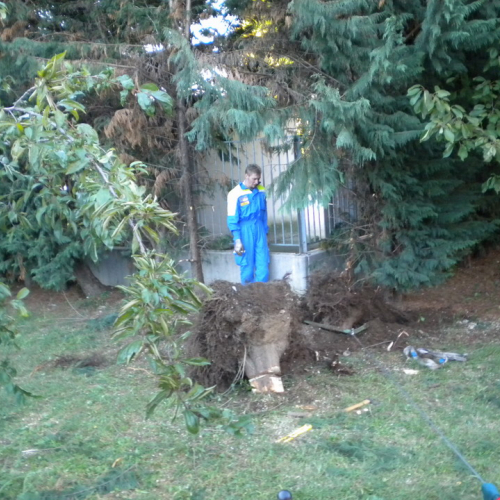 Interventi per rimozione alberi 21/09 n. 9 / 56294