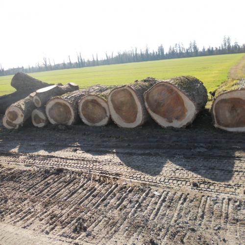 Attivit‡ addestrativa Brugnera 16/02/13 n. 22 / 90917