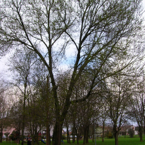 Abbattimento albero pericolante n. 1 / 49695