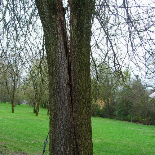 Abbattimento albero pericolante n. 2 / 49696
