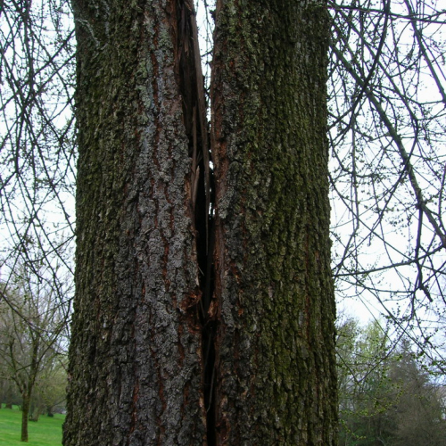 Abbattimento albero pericolante n. 3 / 49697