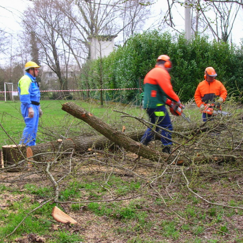 Abbattimento albero pericolante n. 6 / 49700