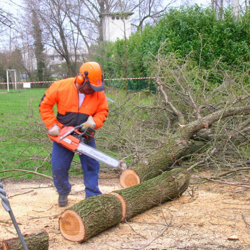 Abbattimento albero pericolante n. 7 / 49701