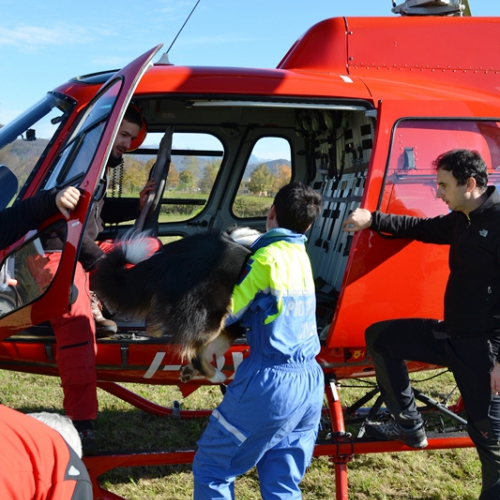 Corso Elicooperazione Cinofili 2015 / 115334