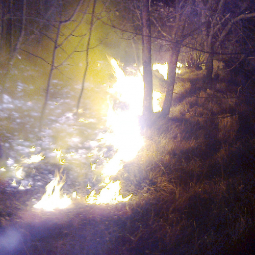 Incendio boschivo a Fernetti n. 8 / 76933