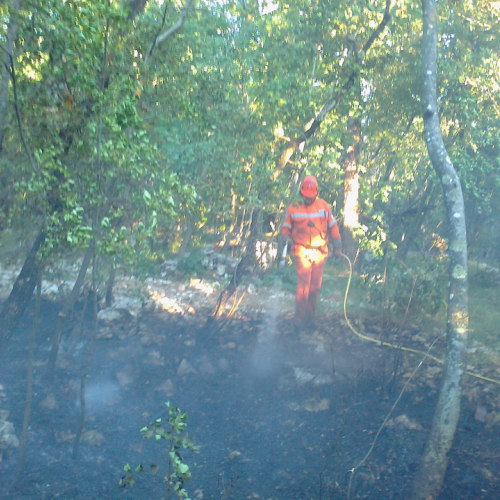 Incendio boschivo Trieste n. 1 / 84758