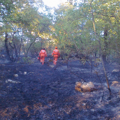 Incendio boschivo Trieste n. 2 / 84759