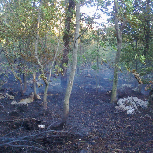 Incendio boschivo Trieste n. 5 / 84762