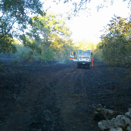 Incendio boschivo Trieste n. 6 / 84763