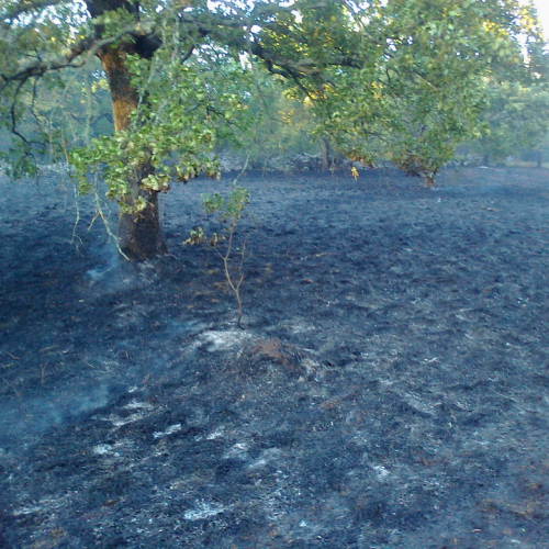 Incendio boschivo Trieste n. 9 / 84766