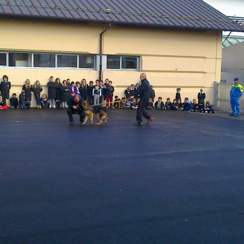 Dimostrazione cani da soccorso n. 1 / 88941