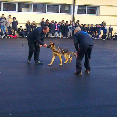 Dimostrazione cani da soccorso n. 3 / 88943