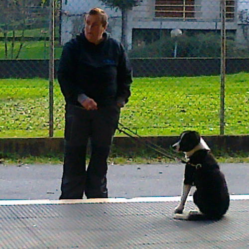 Dimostrazione cani da soccorso n. 4 / 88944