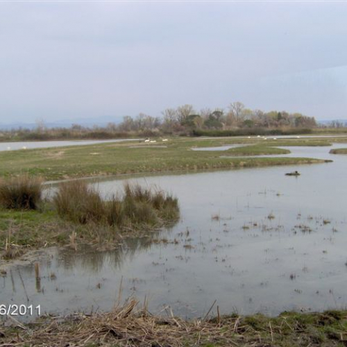Controllo argini Isola della Cona n. 11 / 63399