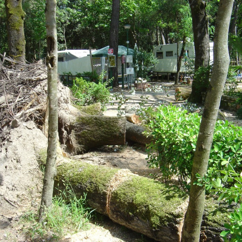 Volontari di Trieste emergenza 9 agosto 4 / 28336