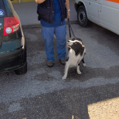 Attivit‡ del gruppo cinofili a Gemona 135 / 13242