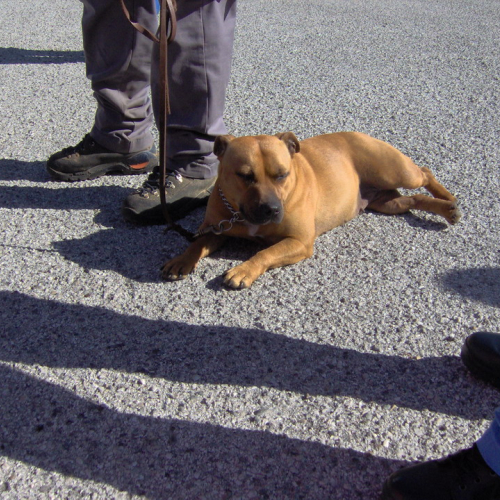 Attivit‡ del gruppo cinofili a Gemona 137 / 13245