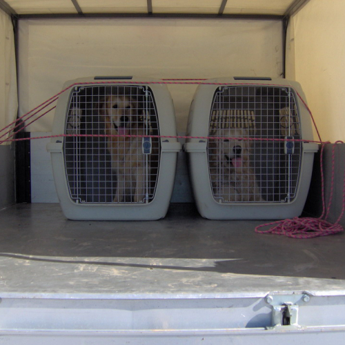 Attivit‡ del gruppo cinofili a Gemona 138 / 13246